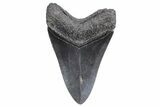 Fossil Megalodon Tooth - South Carolina #359001-1
